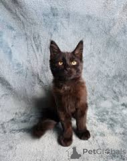 Photo №1. bombay - à vendre en ville de Helsinki | 500€ | Annonce № 166341