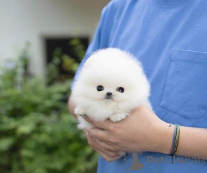 Photo №1.  - à vendre en ville de Alice Springs | Gratuit | Annonce №161684