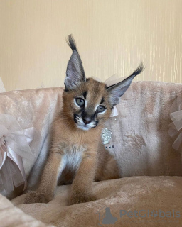 Photos supplémentaires: dostępne kocięta caracal i caracat, savannah f1 i serval