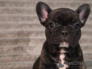 Photo №3. KC Registrieren ATOBERAUBENDE Französische Bulldoggen. Allemagne