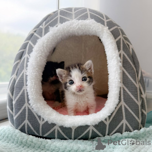 Photo №3. Chatons mignons et adorables disponibles à la vente. Allemagne