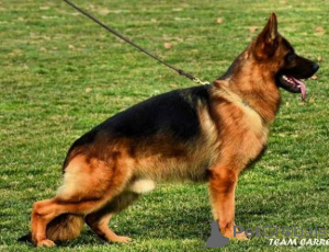 Photo №3. Chiots de berger allemand. Serbie