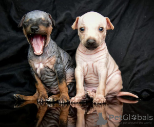 Photo №1. american hairless terrier - à vendre en ville de Varsovie | 1150€ | Annonce №63283