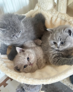 Photo №1. british shorthair - à vendre en ville de Nitra | 339€ | Annonce № 170309