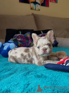 Photo №2 de l'annonce № 171264 de la vente bouledogue - acheter à République Tchèque éleveur
