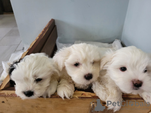 Photo №4. Je vais vendre bichon maltais en ville de Батуми. annonce privée - prix - négocié