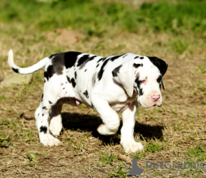 Photo №1. dogue allemand - à vendre en ville de Stockholm | négocié | Annonce №113237