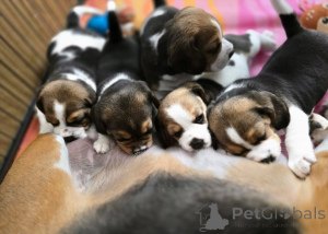Photo №1. beagle - à vendre en ville de Vilnius | 1300€ | Annonce №175324