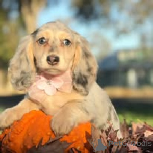 Photo №2 de l'annonce № 166734 de la vente teckel - acheter à France annonce privée, éleveur