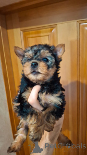 Photo №3. Chiots Yorkshire Terrier de race pure.. Lituanie