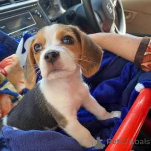 Photo №1.  - à vendre en ville de Vienna | Gratuit | Annonce №138616