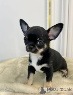 Photo №1. chihuahua - à vendre en ville de Californie | 969€ | Annonce №167333