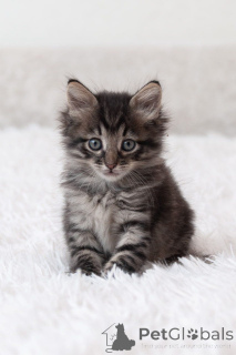 Photo №1.  - à vendre en ville de Rivière moscou | Gratuit | Annonce № 150133