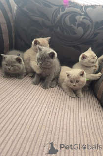 Photo №1. british shorthair - à vendre en ville de Helsinki | 500€ | Annonce № 177487
