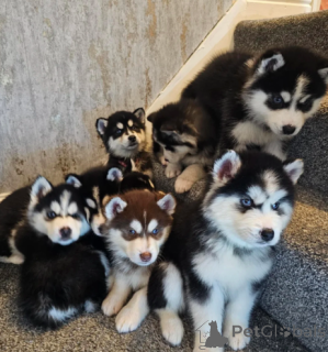 Photo №1. husky de sibérie - à vendre en ville de Zürich | 531€ | Annonce №134753