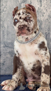 Photo №2 de l'annonce № 155093 de la vente cane corso - acheter à Suisse éleveur