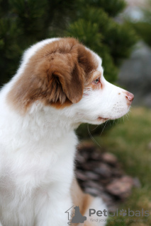 Photo №2 de l'annonce № 42470 de la vente bouvier australien - acheter à Biélorussie de la fourrière