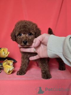 Photo №3. Rote Zwerg pudelwelpen. Serbie