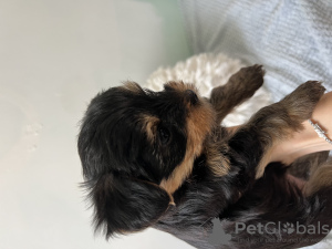 Photo №2 de l'annonce № 63860 de la vente yorkshire terrier - acheter à Israël annonce privée