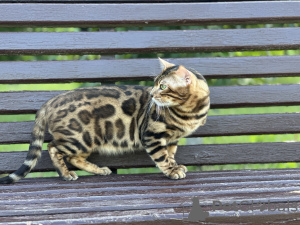 Photos supplémentaires: Magnifique chat Bengal - GrandInterChampion de la race