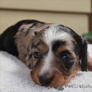 Photo №2 de l'annonce № 159136 de la vente teckel - acheter à Suisse éleveur