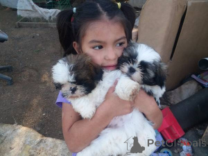 Photo №2 de l'annonce № 166182 de la vente shih tzu - acheter à Allemagne annonce privée