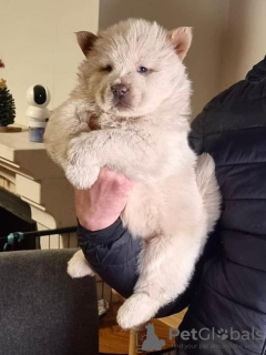 Photo №1. chow-chow - à vendre en ville de Amares | 500€ | Annonce №127689