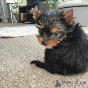 Photo №4. Je vais vendre yorkshire terrier en ville de Штутгарт. annonce privée - prix - 329€
