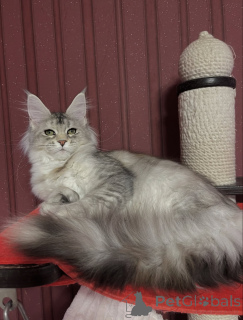 Photo №1. maine coon - à vendre en ville de Erba | négocié | Annonce № 155329
