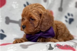 Photo №3. Beaux chiots Cavapoo Pour adoption gratuite. Allemagne