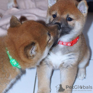 Photo №1. shiba - à vendre en ville de Munich | 389€ | Annonce №83110