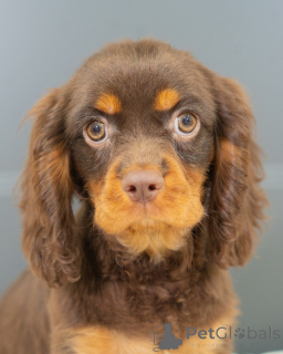 Photo №2 de l'annonce № 157214 de la vente cavalier king charles spaniel - acheter à Allemagne annonce privée