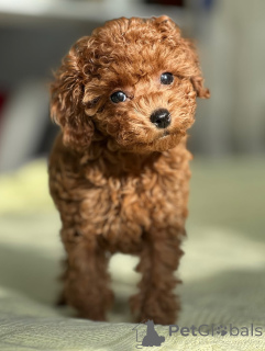 Photo №1. caniche (jouet) - à vendre en ville de Helsinki | 500€ | Annonce №164039