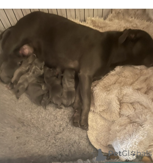 Photo №2 de l'annonce № 175223 de la vente staffordshire bull terrier - acheter à Allemagne annonce privée
