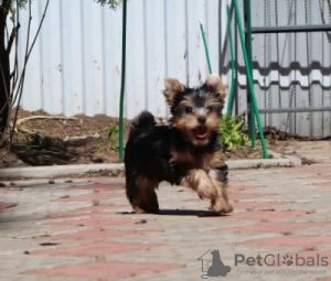 Photo №4. Je vais vendre yorkshire terrier en ville de Düsseldorf. annonce privée - prix - 265€