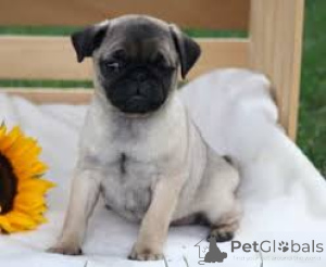 Photo №3. L'achat de Mopshondpuppy. Pays Bas