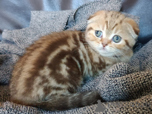 Photo №2 de l'annonce № 161900 de la vente scottish fold - acheter à Belgique annonce privée