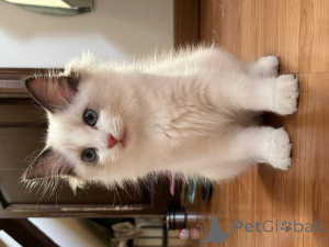 Photo №3. Mâle et femelle Chaton Ragdoll adorable. Belgique