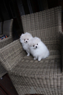 Photos supplémentaires: Mignons chiots de Poméranie à adopter gratuitement