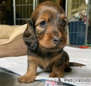 Photo №3. Teckels formés aux toilettes. Pays Bas