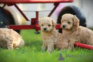 Photo №1. maltipu - à vendre en ville de Berlin | 700€ | Annonce №157249