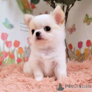 Photo №1. chihuahua - à vendre en ville de Benfica | négocié | Annonce №164446