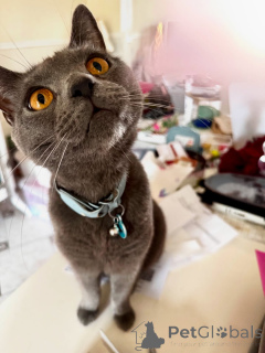 Photo №2 de l'annonce № 158743 de la vente chartreux - acheter à France annonce privée