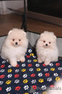 Photo №1. spitz nain - à vendre en ville de Espoo | Gratuit | Annonce №160302