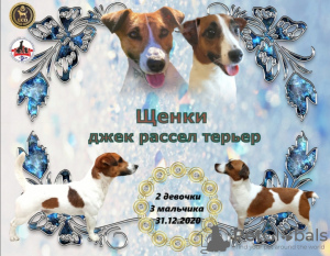 Photo №1. jack russell terrier - à vendre en ville de Krasnodar | 279€ | Annonce №8991