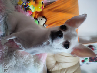 Photo №1. chihuahua - à vendre en ville de Nuremberg | 1600€ | Annonce №127182