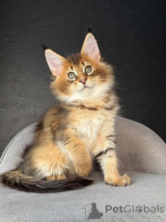 Photo №2 de l'annonce № 159408 de la vente maine coon - acheter à Suisse éleveur