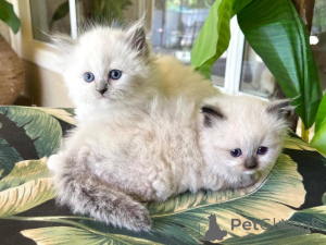 Photo №1. ragdoll - à vendre en ville de Эттельбрюк | Gratuit | Annonce № 141872