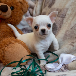 Photos supplémentaires: Chiots Chihuahua du chenil