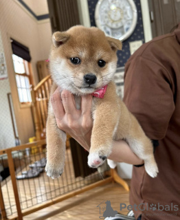 Photo №1. shiba - à vendre en ville de Novi Vinodolski | 300€ | Annonce №115729